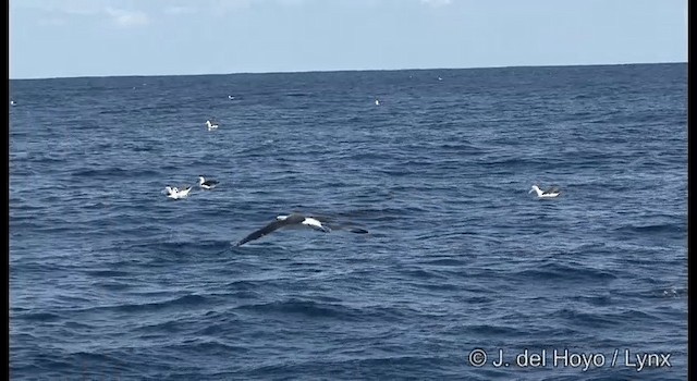 White-capped Albatross (cauta) - ML201352821