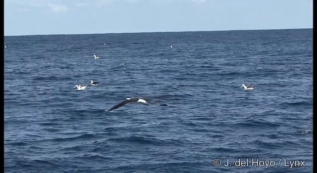 albatros šelfový (ssp. cauta) - ML201352821