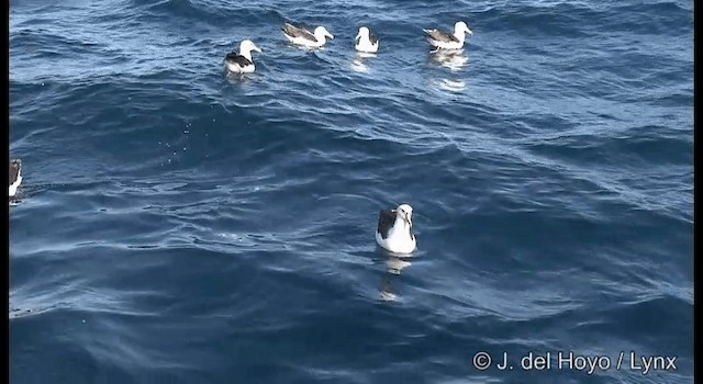 White-capped Albatross (cauta) - ML201352841