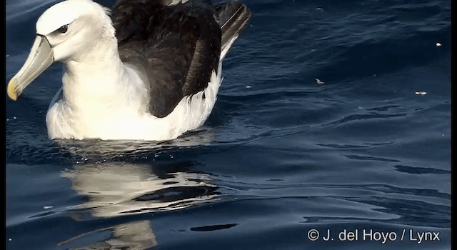 Белошапочный альбатрос (cauta) - ML201352851