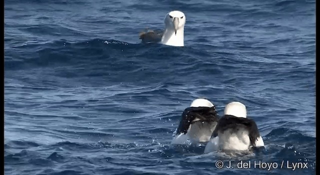 Белошапочный альбатрос (cauta) - ML201352861