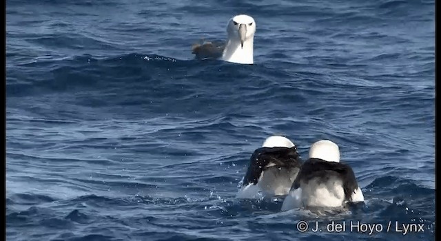 Tasmanalbatros (cauta) - ML201352861