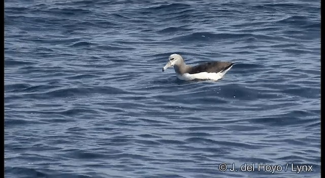 Белошапочный альбатрос (cauta) - ML201352871