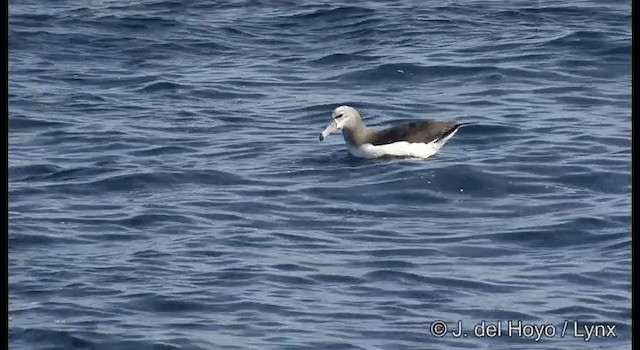 Tasmanalbatros (cauta) - ML201352871