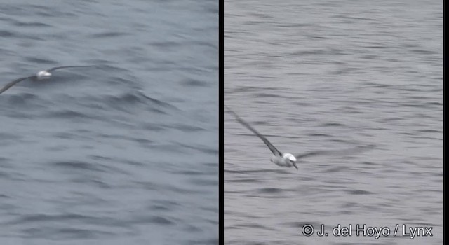 Mahçup Albatros (cauta) - ML201352881