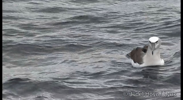 Белошапочный альбатрос (cauta) - ML201352891