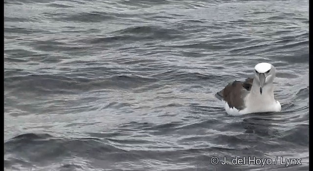 White-capped Albatross (cauta) - ML201352891