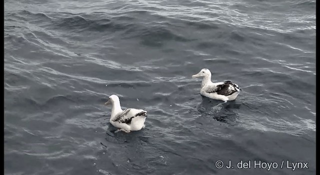 Antipodean Albatross (gibsoni) - ML201353011