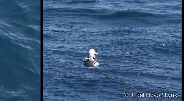 albatros jižní (ssp. gibsoni) - ML201353021