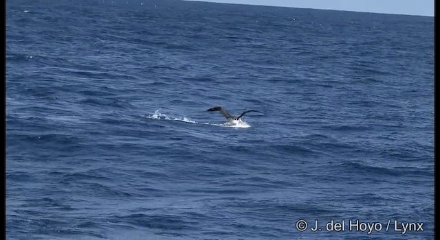 Чернобровый альбатрос (impavida) - ML201353031