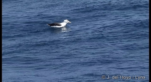 albatros černobrvý (ssp. impavida) - ML201353041