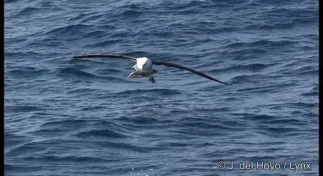 Albatros à sourcils noirs (impavida) - ML201353051