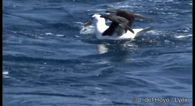Чернобровый альбатрос (impavida) - ML201353061
