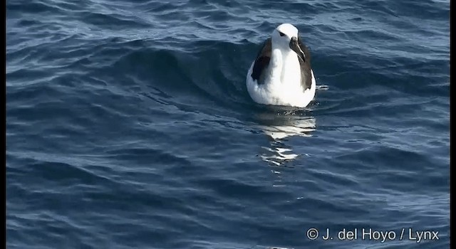 Albatros bekainduna (impavida) - ML201353071