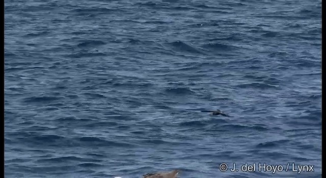 黃蹼洋海燕 - ML201353091