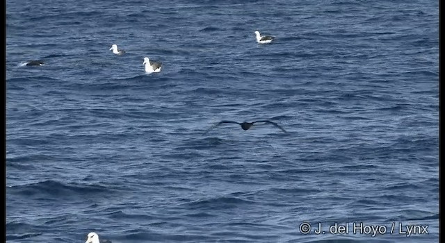 White-chinned Petrel - ML201353141