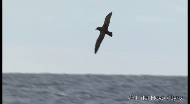 White-chinned Petrel - ML201353151