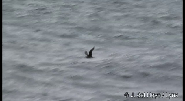 Gray-faced Petrel - ML201353161