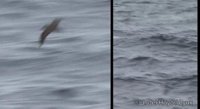 Petrel Carigrís - ML201353171