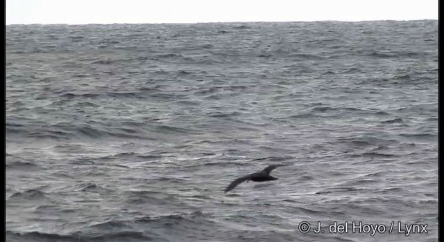 Gray-faced Petrel - ML201353181