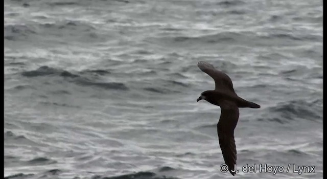 Gray-faced Petrel - ML201353191