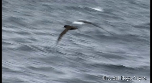 White-chinned Petrel - ML201353211