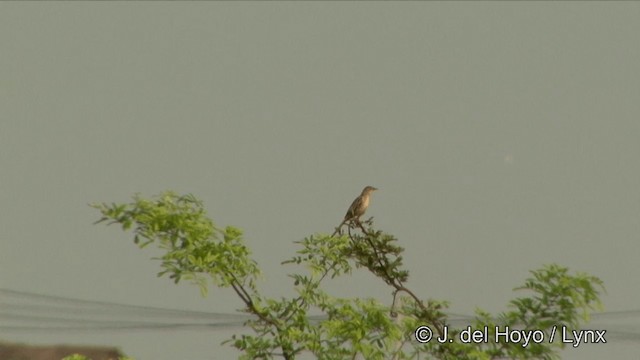 Striated Grassbird - ML201353231