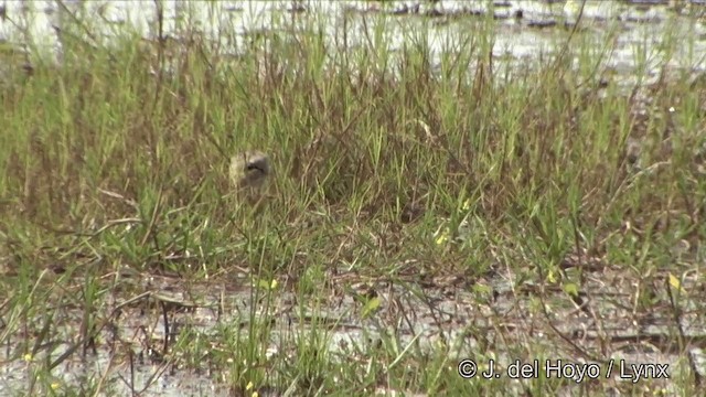 アジアレンカク - ML201353241