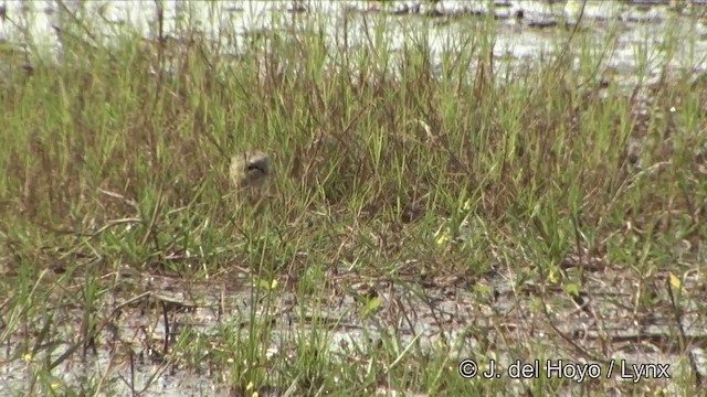 Bronze-winged Jacana - ML201353241