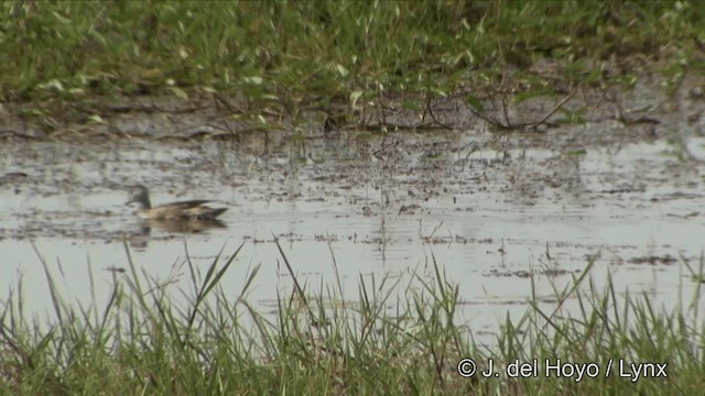 Cotton Pygmy-Goose - ML201353251