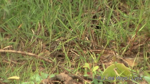 Dusky Warbler - ML201353261