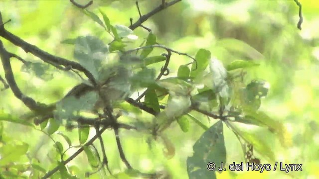 Yellow-vented Bulbul - ML201353271