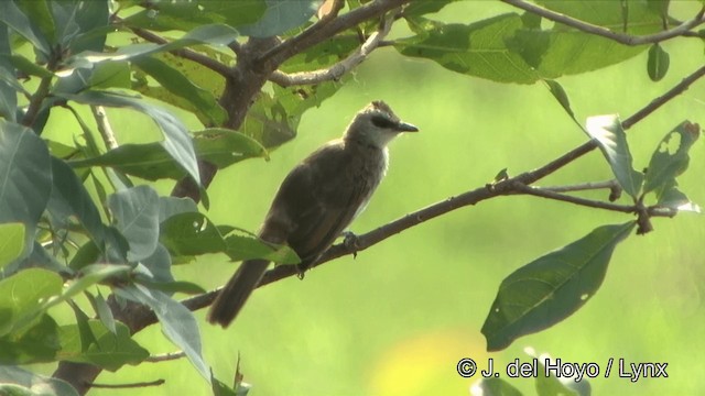 Ak Yüzlü Arapbülbülü - ML201353281