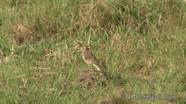 Txirta lepagorria - ML201353301