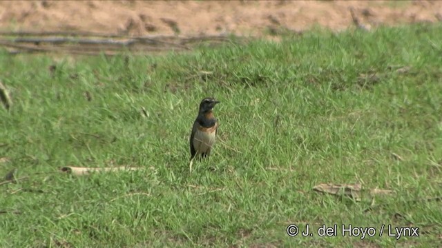 Bluethroat (Red-spotted) - ML201353371