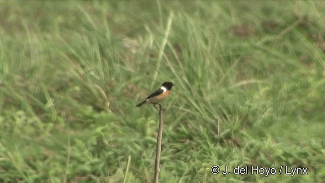 Amur Stonechat - ML201353411