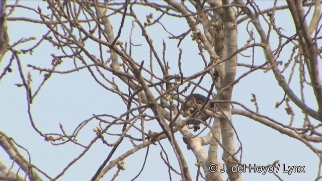 葡萄胸椋鳥 - ML201353421