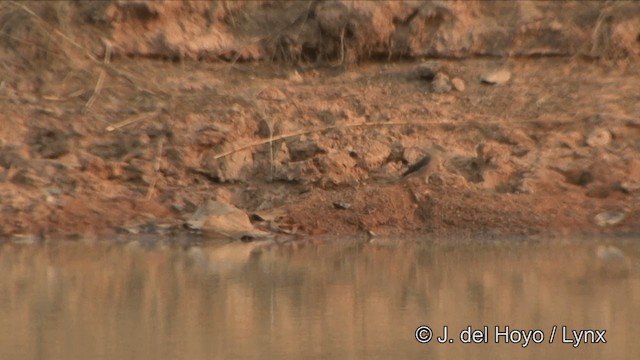 Vinous-breasted Myna - ML201353431