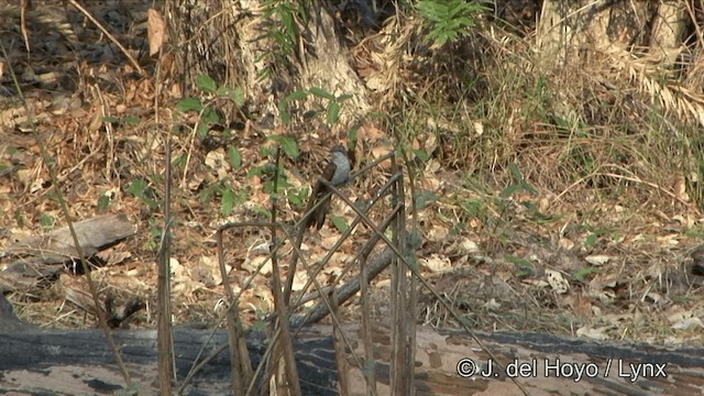 Banded Bay Cuckoo - ML201353451