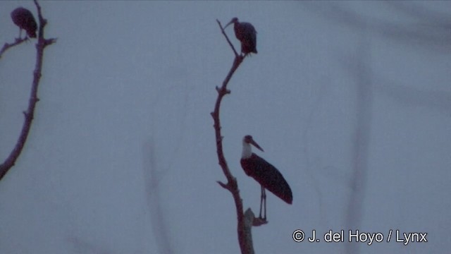 Asian Woolly-necked Stork - ML201353461
