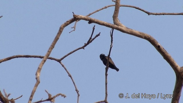 Purple Sunbird - ML201353471