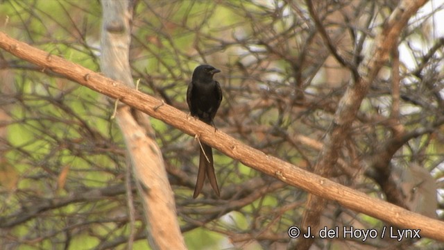 Königsdrongo - ML201353521