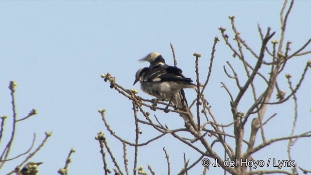 Black-collared Starling - ML201353531