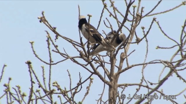 Black-collared Starling - ML201353541