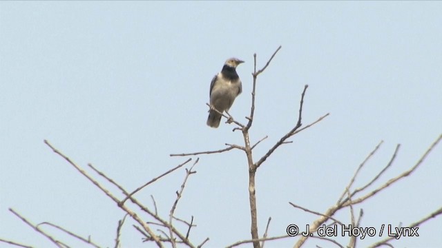 Black-collared Starling - ML201353551