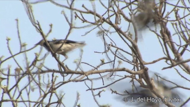 Black-collared Starling - ML201353561