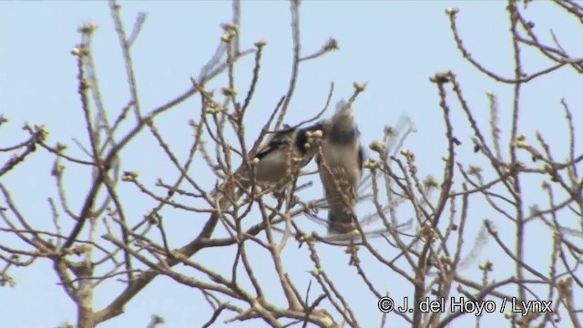 Black-collared Starling - ML201353571