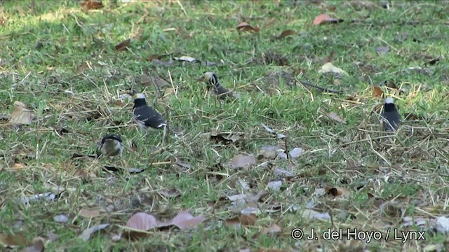 Black-collared Starling - ML201353581