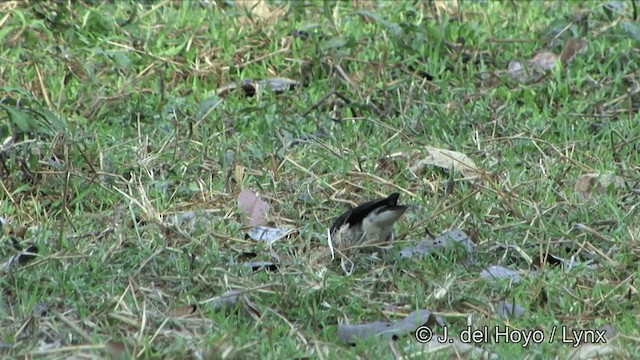 Black-collared Starling - ML201353591