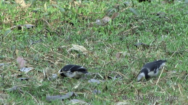 Black-collared Starling - ML201353601